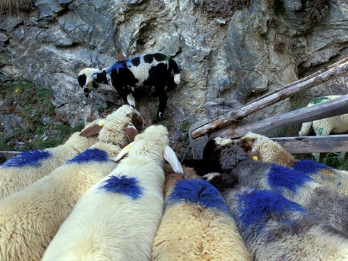 Arbeit über das Schnalser Schaf erhält Seppl Lamprecht Preis