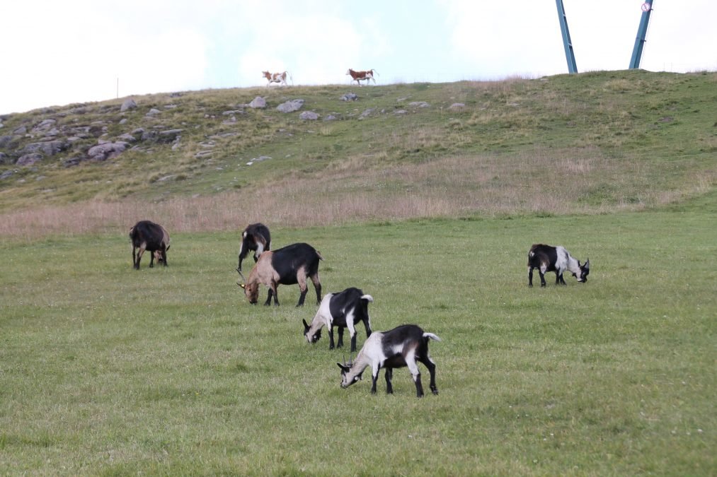 Fachtagung für Schaf- & Ziegenhalter