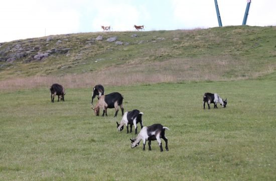 Fachtagung für Schaf- & Ziegenhalter