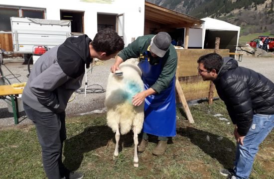 Weiterbildungskurs der Schafjungzüchter