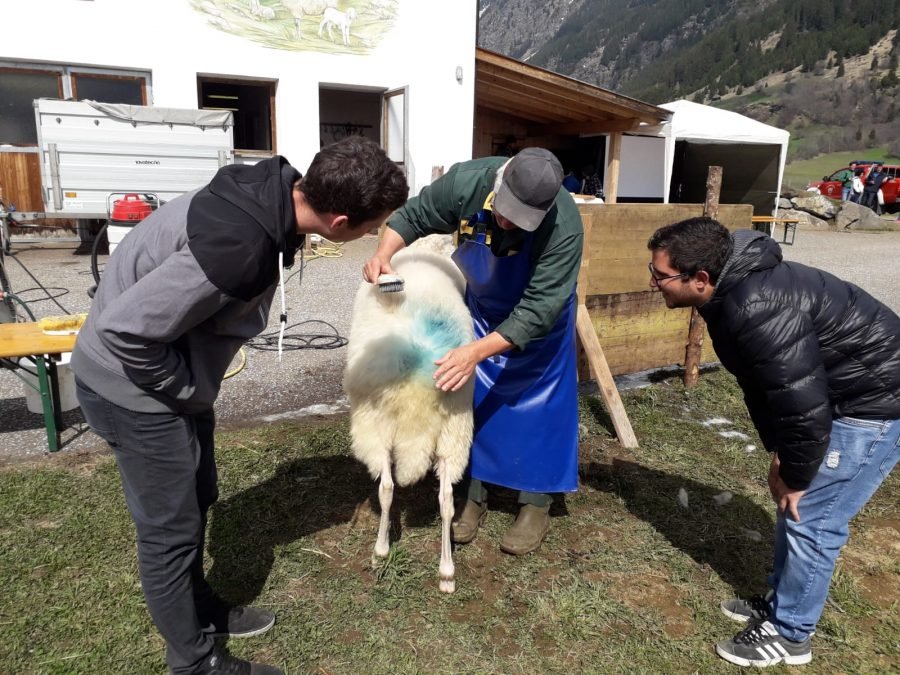 Weiterbildungskurs der Schafjungzüchter