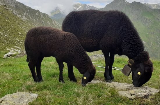 Rundschreiben Nr. 4 vom Dezember 2023