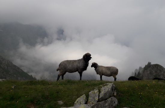 RS. Nr. 4 & elektronisches Mod.4