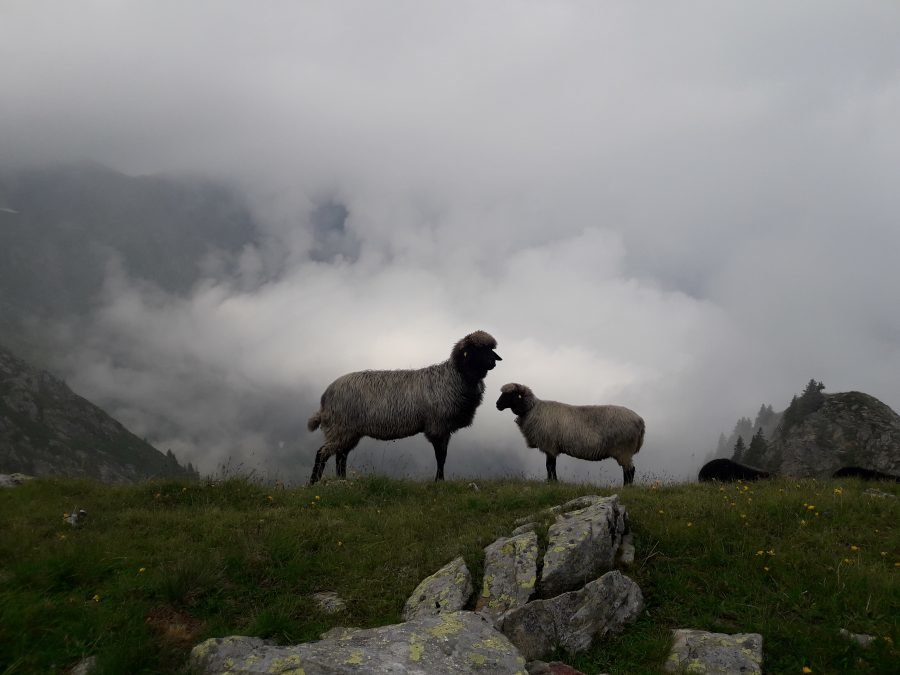 RS. Nr. 4 & elektronisches Mod.4