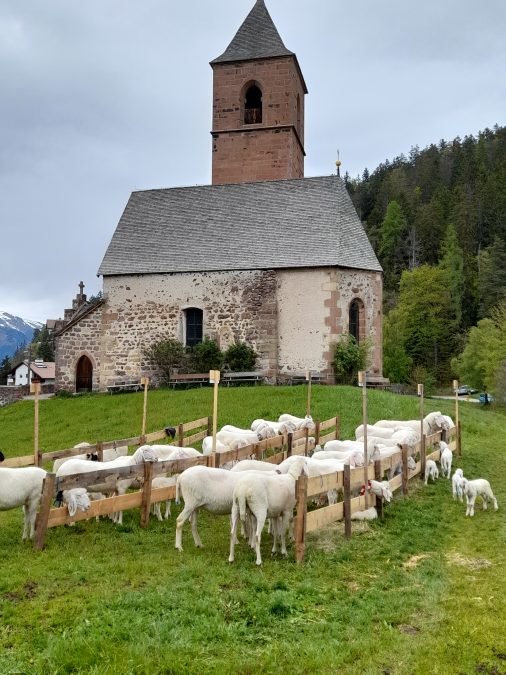 Jubiläumsausstellung des Schaf- & Ziegenzuchtverein Hafling