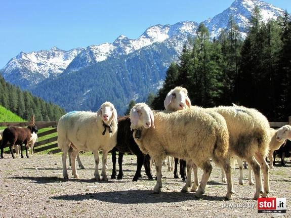 Bezirkskörung Untervinschgau