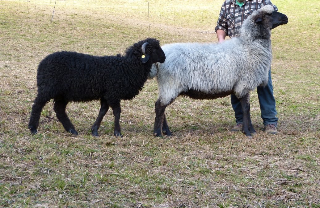 Ausschreibung Eliteversteigerung am 10. Jänner 2026 in Imst