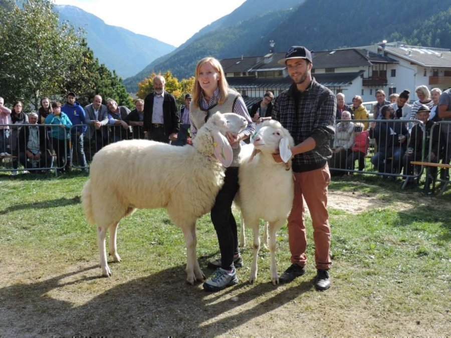 Bezirkskörung Obervinschgau mit „Vinschger Widderschau“