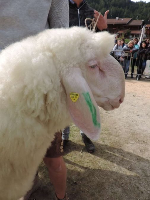 Bezirksausstellung Pustertal in Luttach mit Körung