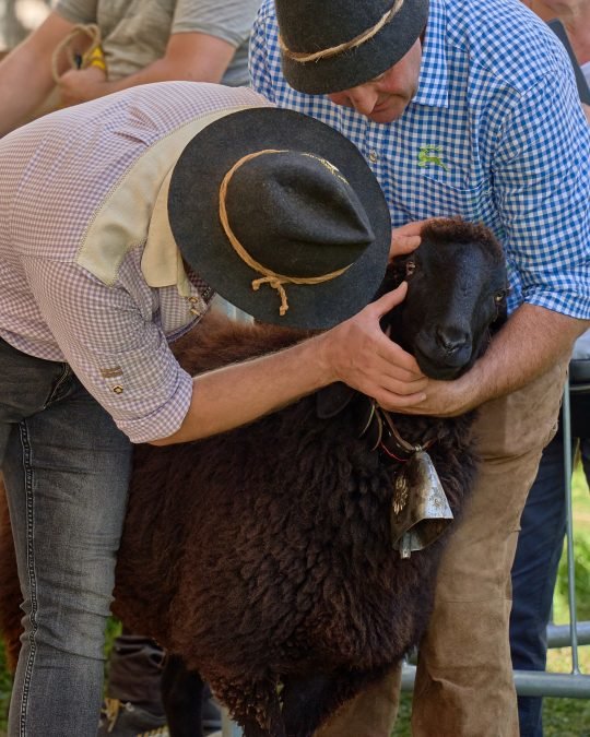 Gemeinsame Tierschau in Hafling