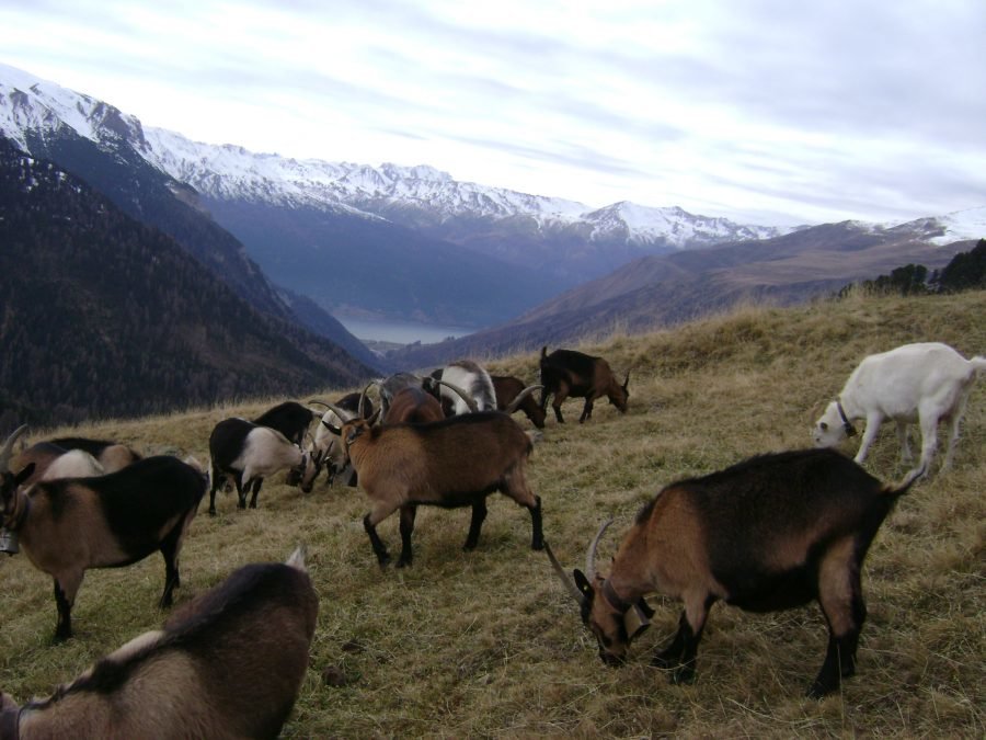 Kitzkörung des ZZV Wipptal