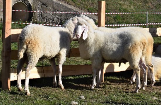 Aufzuchtprämie für Widder 2021