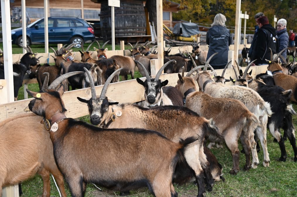 Gründungsausstellung des Puschtra Goasverein