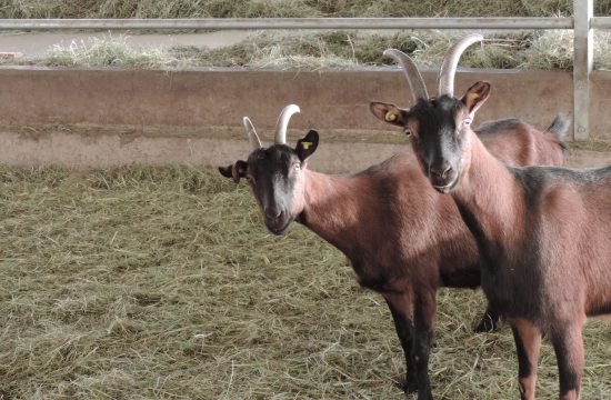 Rundschreiben Nr. 5 vom November 2025