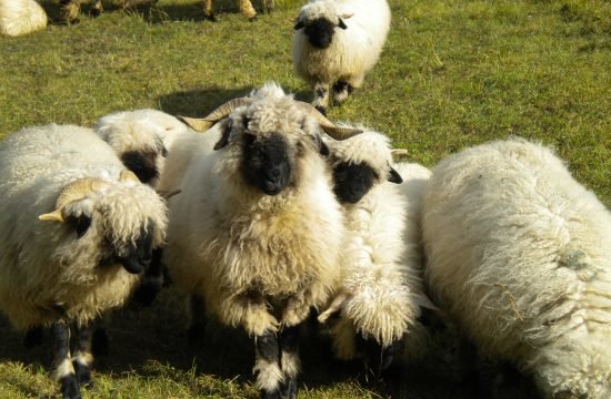 Weiterbildung zur Rasse Walliser Schwarznasenschafe