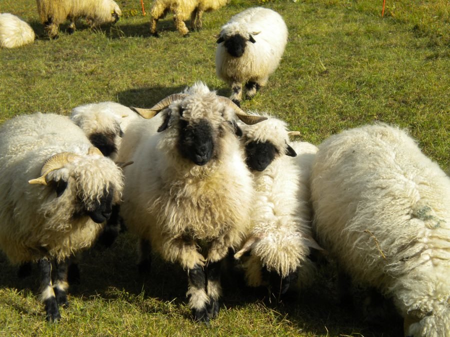 Weiterbildung zur Rasse Walliser Schwarznasenschafe