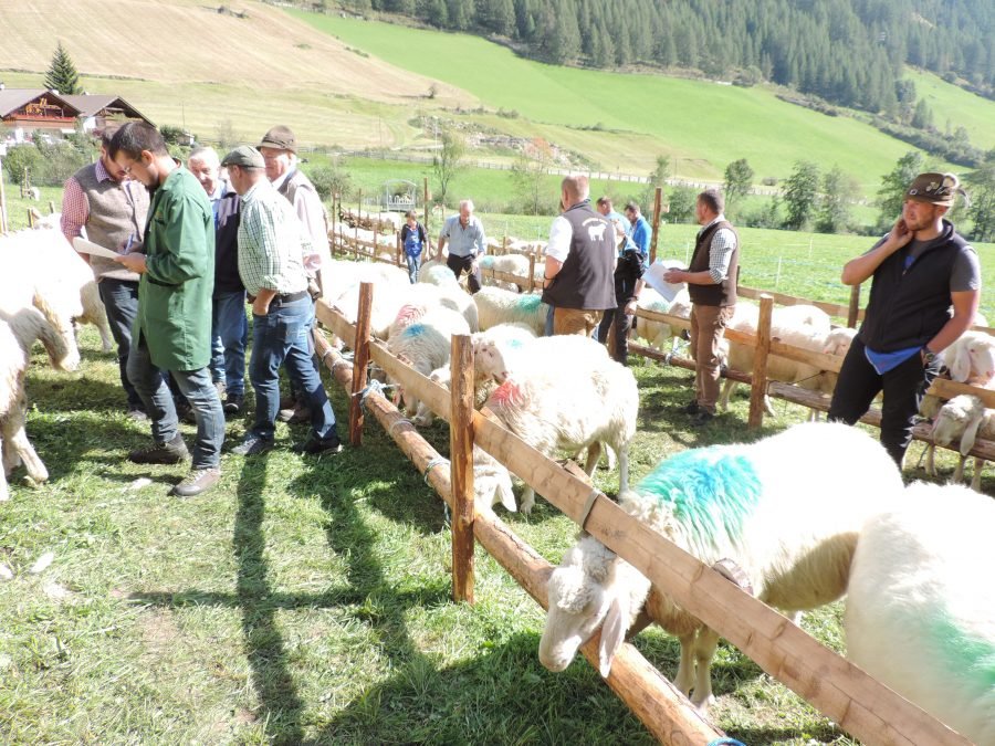 Bezirkskörung VINSCHGAU