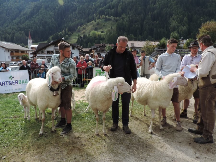 Ausstellung des Schafzuchtverein Hochpustertal