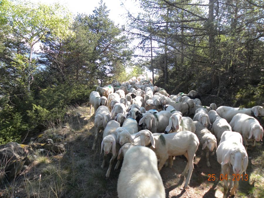Bezirkskörung Unter- & Mittelvinschgau