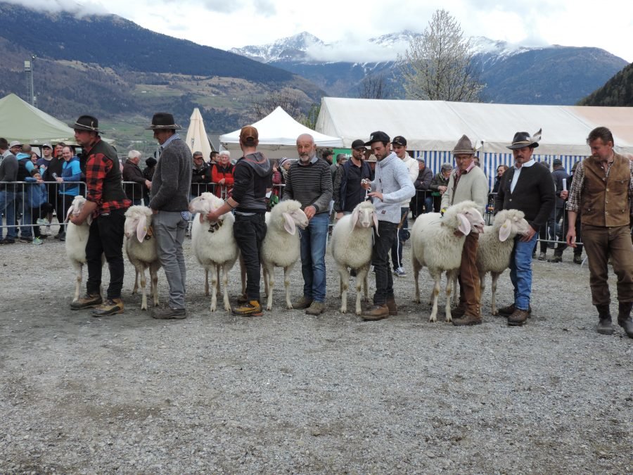 Bezirkskörung Obervinschgau