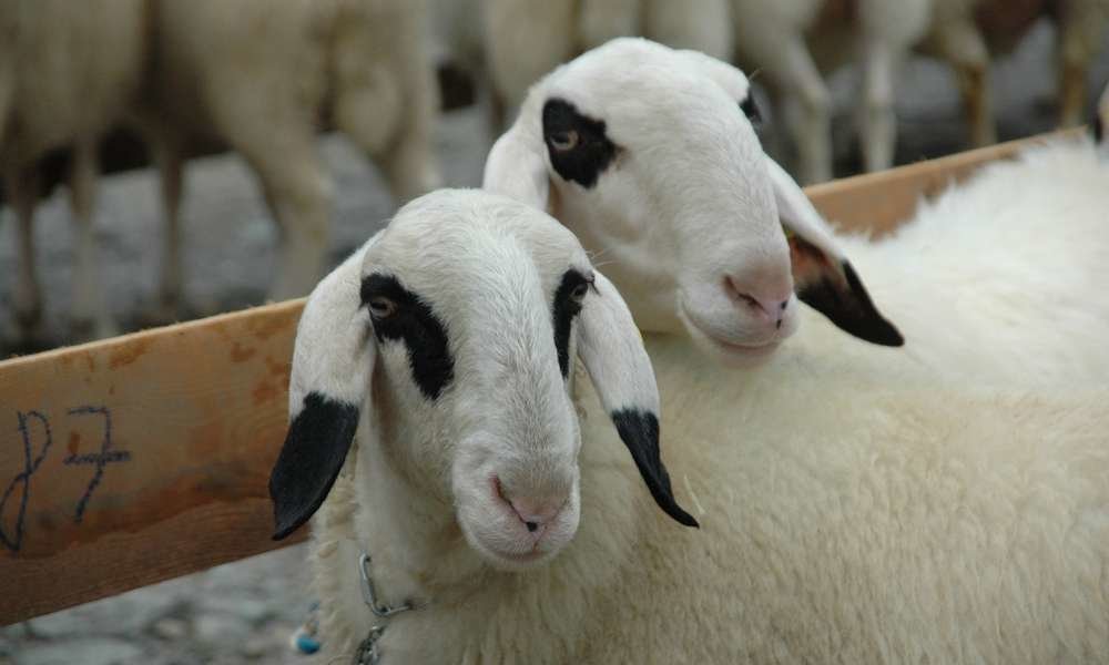 Jubiläumsausstellung des Schafzuchtverein GEISLER