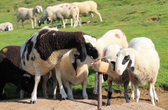 Altschaf- & Ziegen Sammlung