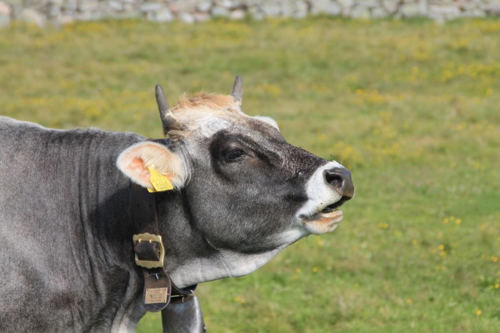 Infoblatt Tiergesundheitsprämie