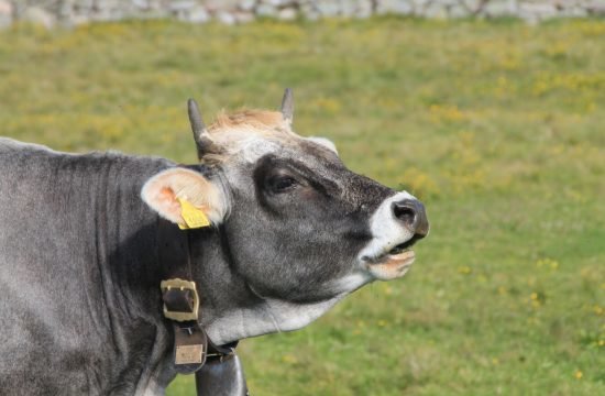 Infoblatt Tiergesundheitsprämie