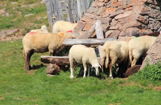 Osttiroler Schaf Almwandertag