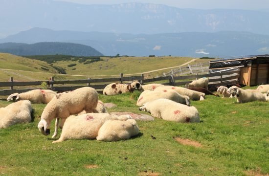 Tiere für Almsaison 2021 gesucht