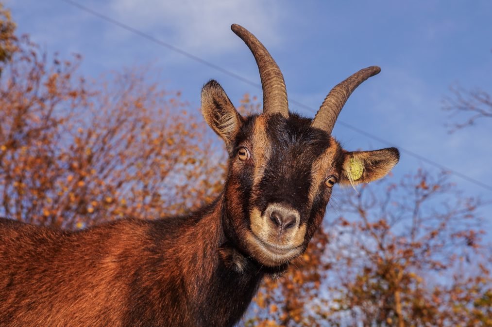 Kitzkörung des ZZV Texel