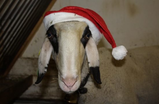 Rundschreiben Nr. 6 vom Dezember 2025