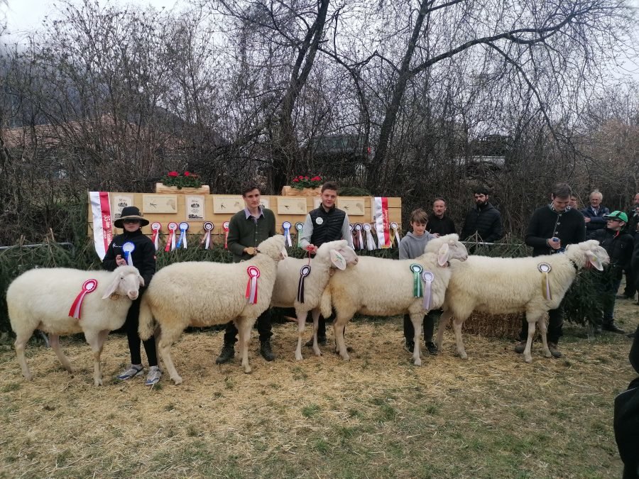 2. Jungzüchterausstellung und Eliteversteigerung