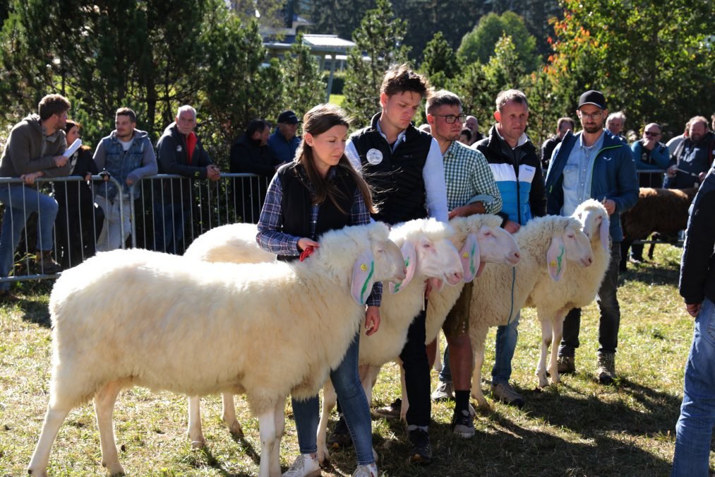 Eliteversteigerung des Tiroler Schafzuchtverbandes
