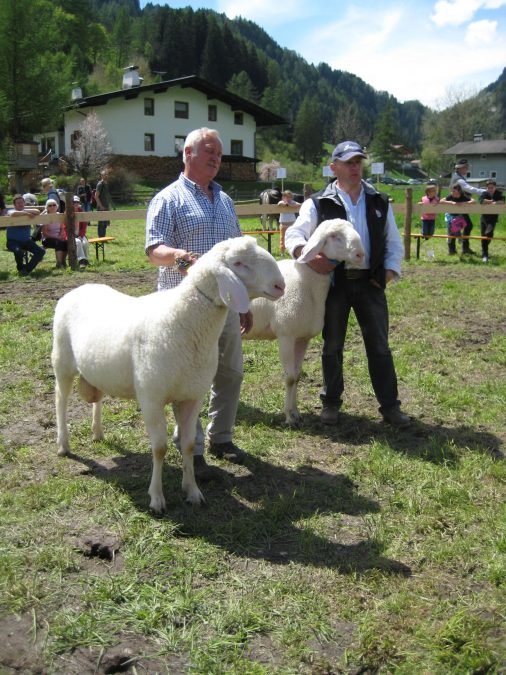 Bezirkskörung Pustertal und Widderpräsentation