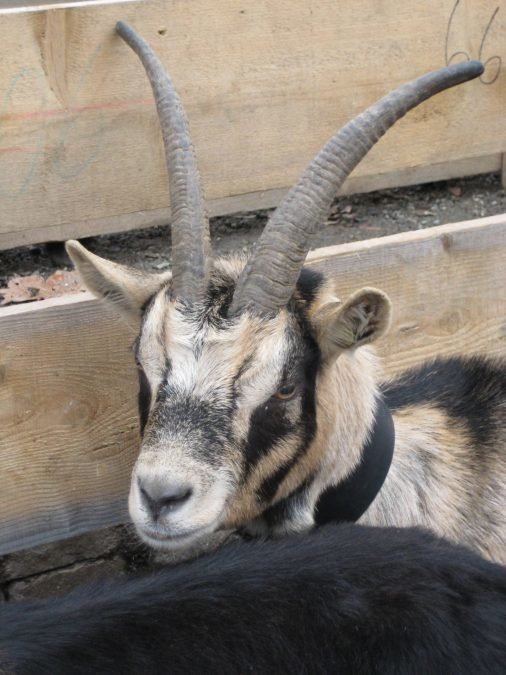 Gemeinsame Tierschau in Völs