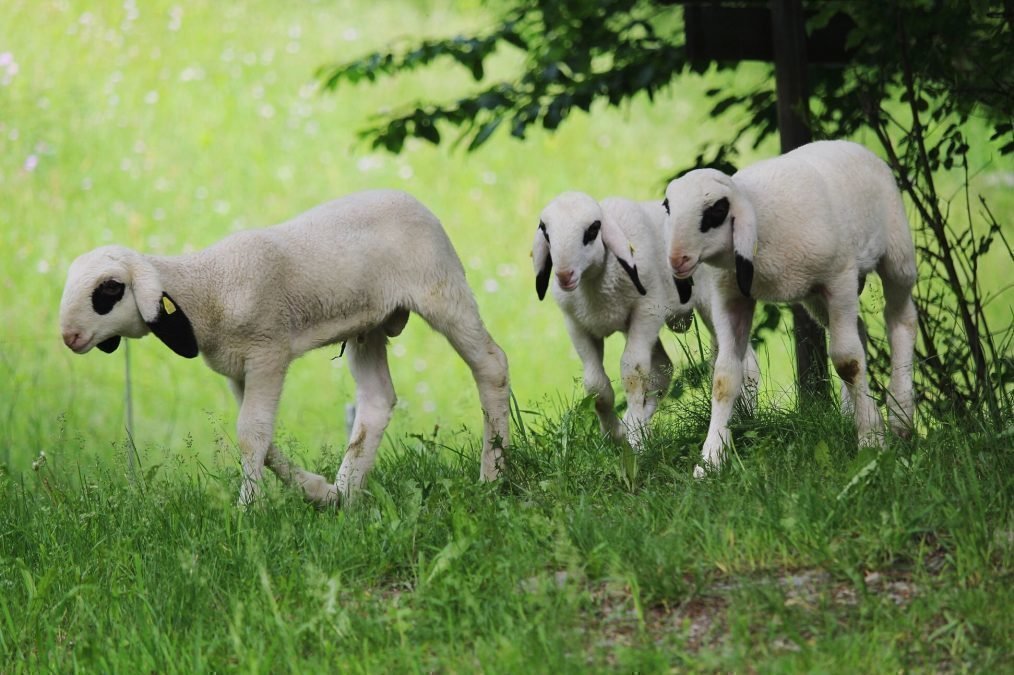 Körtag Ritten, Sarntal