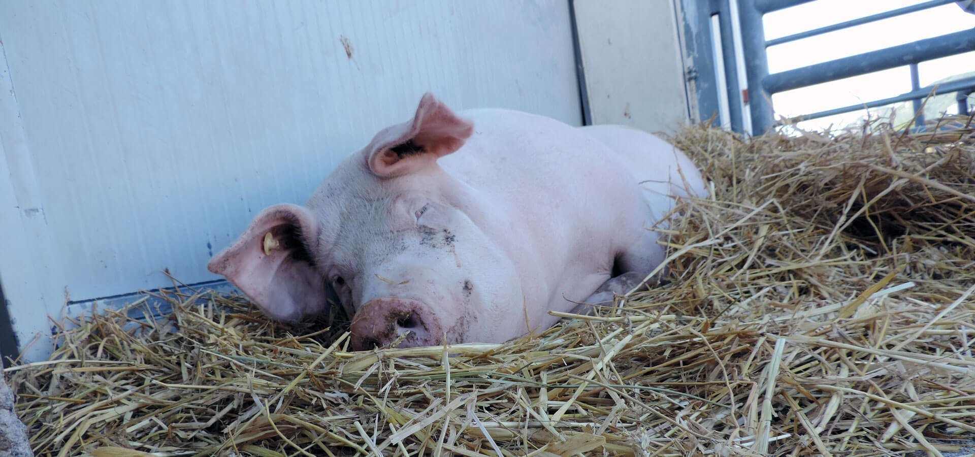 kleintierzucht-suedtirol-schweine