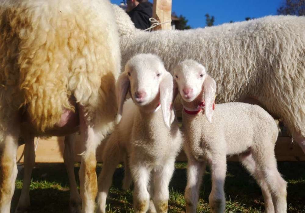 Kleintierzüchter Südtirol