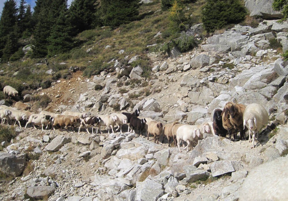 Kleintierzüchter Südtirol