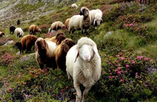 GEMEINSAME LÄNDERÜBERGREIFENDE SCHAFALMWANDERUNG