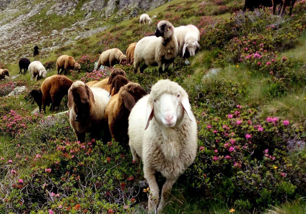 Kleintierzüchter Südtirol