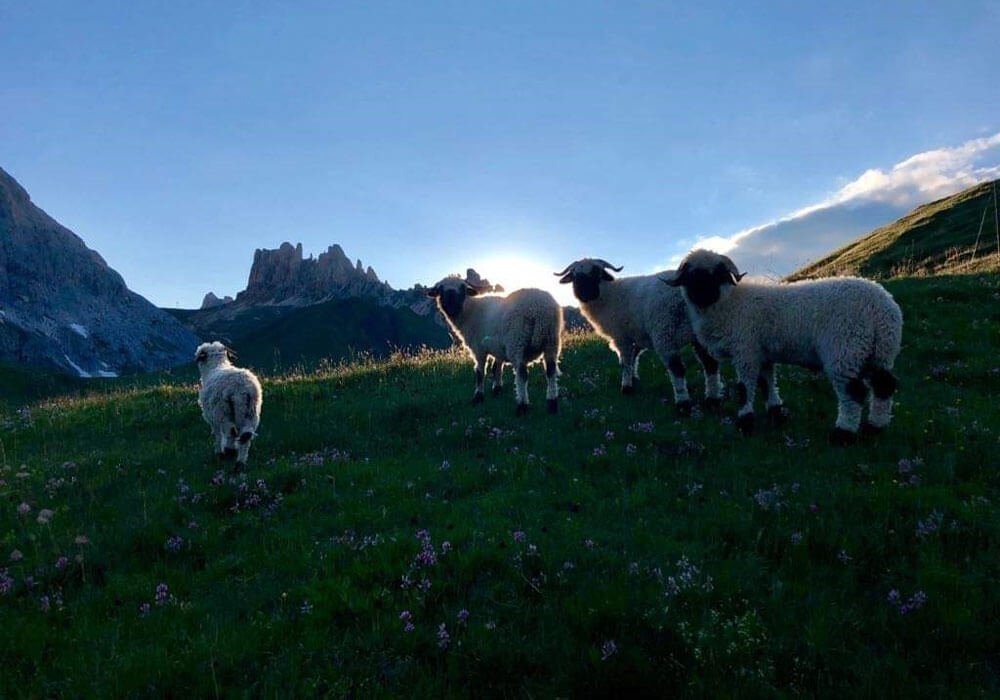 Kleintierzüchter Südtirol