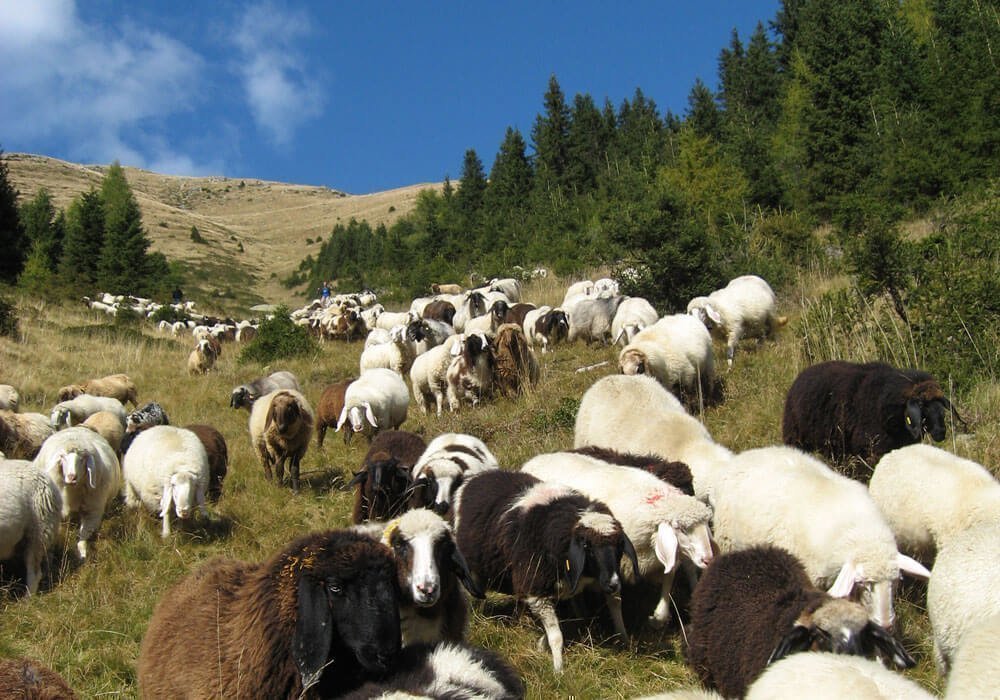 Kleintierzüchter Südtirol