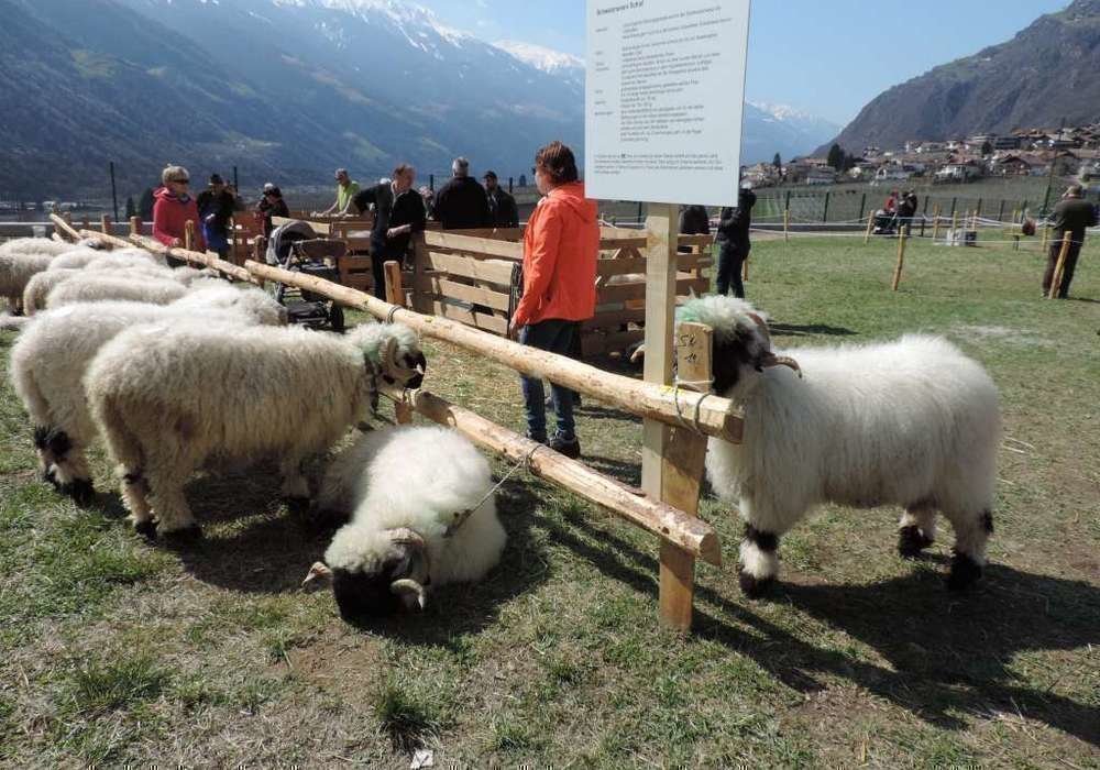 Kleintierzüchter Südtirol