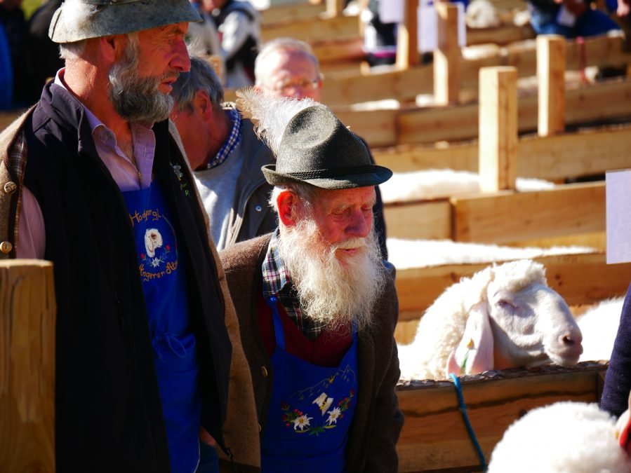 Landesjungtierschau für alle Schafrassen in Toblach