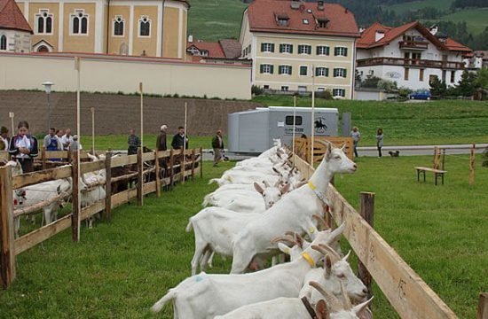 Saanenziegen