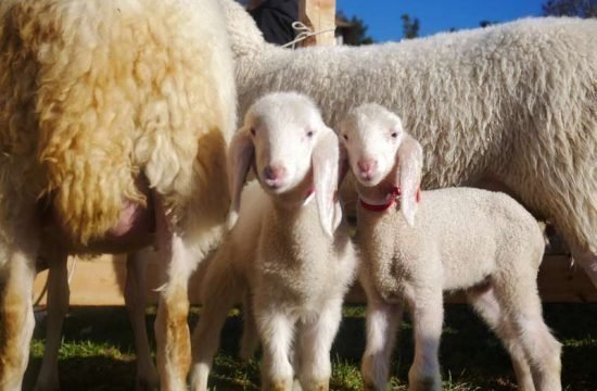Fachtagung für Schaf- und Ziegenhalter