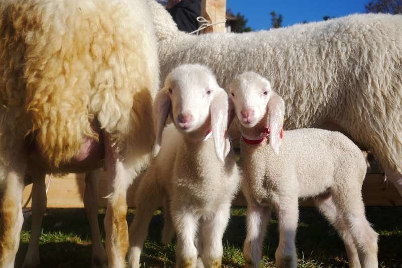 Fachtagung für Schaf- und Ziegenhalter