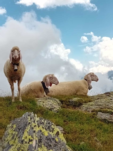 ALMWANDERUNG IN OSTIROL